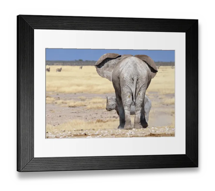 Framed Print : African Elephant (Loxodonta africana)