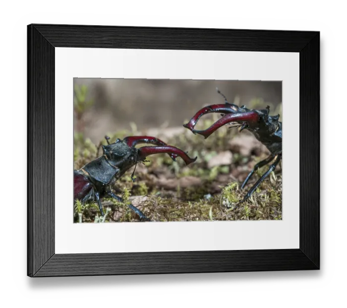 Framed Print : Stag beetles (Lucanus cervus), males fighting Framed Print : Stag beetles (Lucanus cervus), males fighting