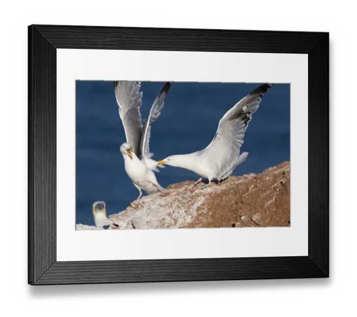 Framed Print : 2 arguing herring gulls (Larus argentatus) Framed Print : 2 arguing herring gulls (Larus argentatus)