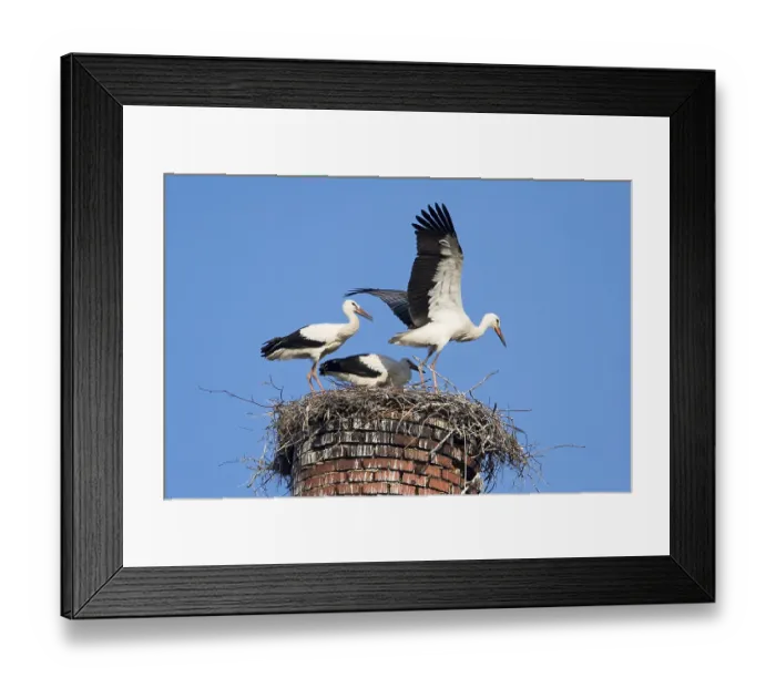 Framed Print : Young white storchs (Ciconia ciconia) practising to fly in their nest