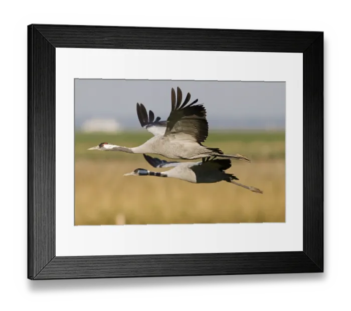 Framed Print : Common- or Eurasian Cranes (Grus grus) in flight