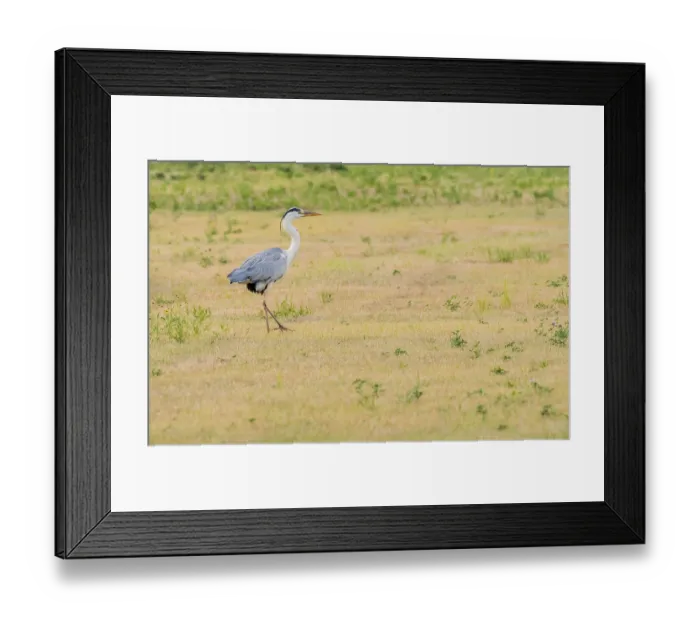 Framed Print : Little blue heron standing in a clearing at a public park in South Korea