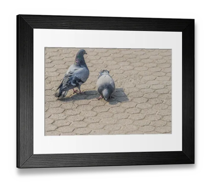 Framed Print : Close up of two pigeons looking for food on on the concrete ground of a park in Seoul Framed Print : Close up of two pigeons looking for food on on the concrete ground of a park in Seoul