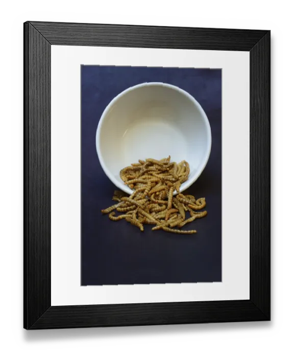 Framed Print : Dried mealworms in bowl, Germany