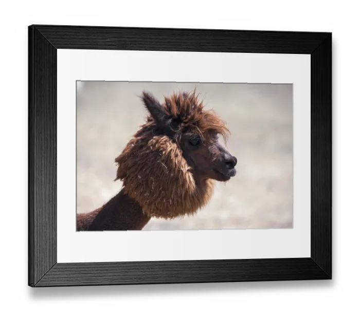 Framed Print : Brown shorn funny alpaca (Vicugna pacos)
