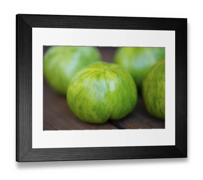Framed Print : Tomato, green and red tomatoes (Solanum lycopersicum) Framed Print : Tomato, green and red tomatoes (Solanum lycopersicum)