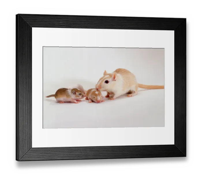 Framed Print : Gerbil with youngs (Meriones unguiculatus)