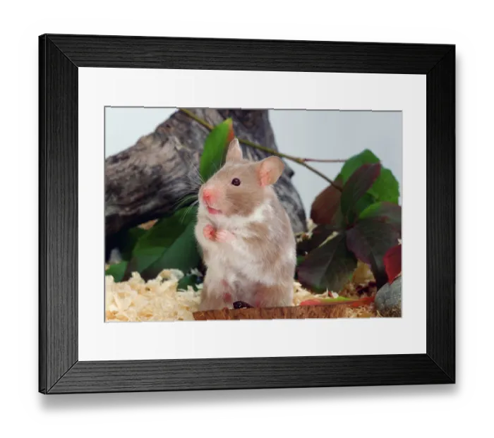 Framed Print : Syrian or Golden Hamster (Mesocricetus auratus) Framed Print : Syrian or Golden Hamster (Mesocricetus auratus)