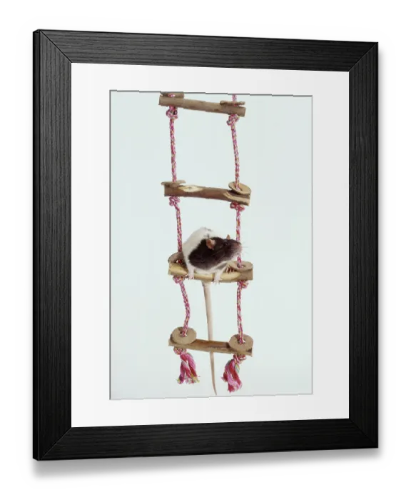 Framed Print : Colour rat, agouti-hooded, on rope ladder