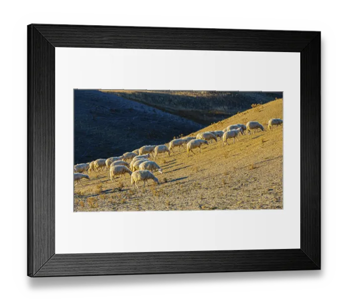 Framed Print : Domestic sheep (Ovis gmelin aries) grazing in the evening light