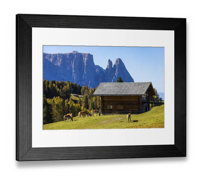 Framed Print : Alpine huts and grazing Haflinger horses (Equus ferus caballus) on the Alpe di Siusi