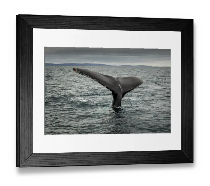 Framed Print : Fluke of a Southern Right Whale (Eubalaena australis)
