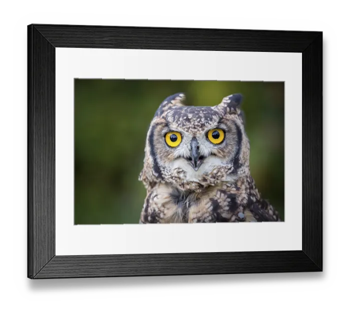 Framed Print : Spotted Eagle-owl (Bubo africanus)