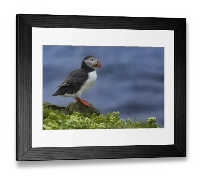 Framed Print : Puffin (Fratercula arctica) sitting on a cliff edge at the edge of the sea cliff