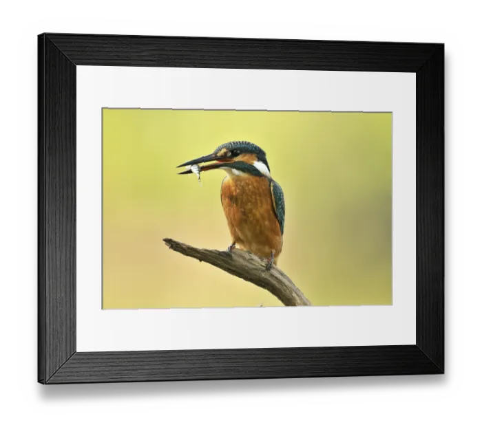 Framed Print : Common Kingfisher (Alcedo atthis) with prey