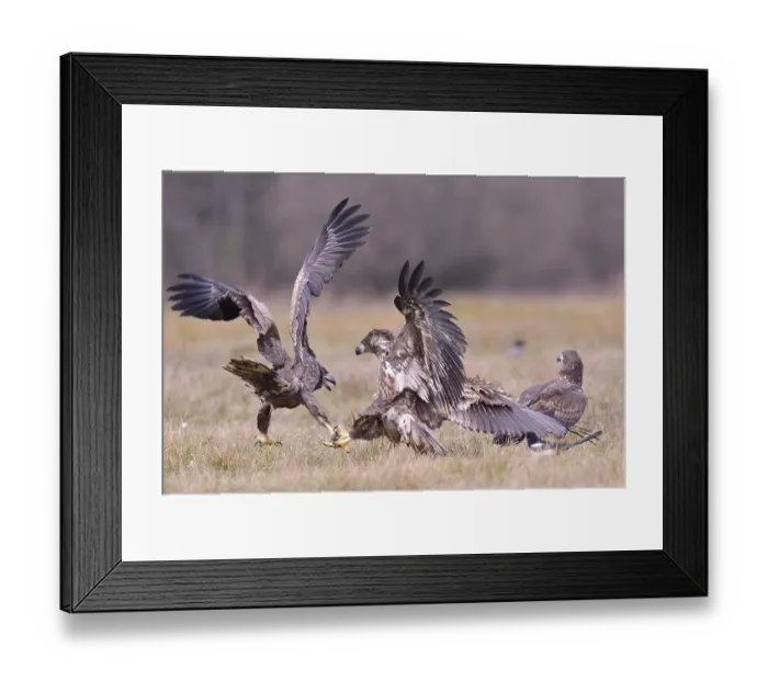 Framed Print : White-tailed Eagles (Haliaeetus albicilla) fighting on an autumn meadow Framed Print : White-tailed Eagles (Haliaeetus albicilla) fighting on an autumn meadow