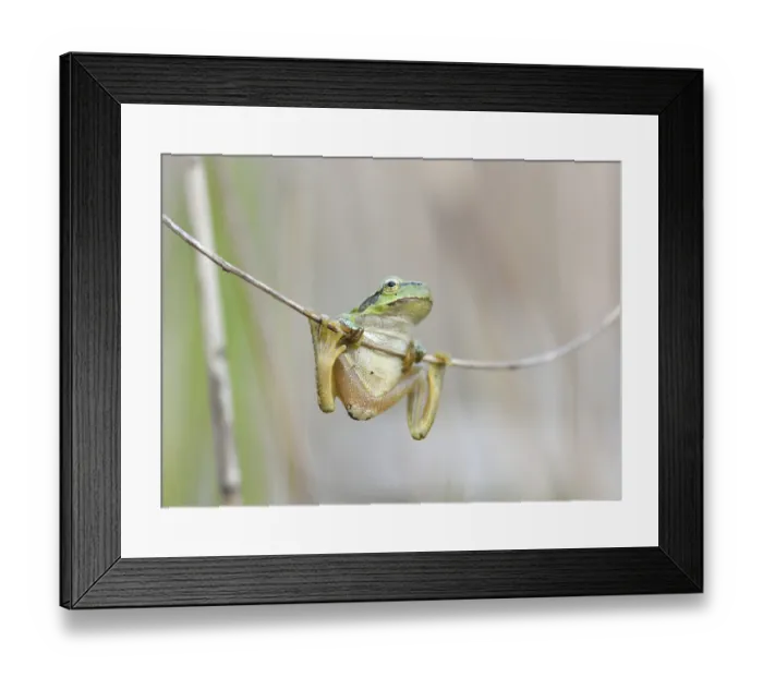 Framed Print : European tree frog (Hyla arborea) hanging on reed