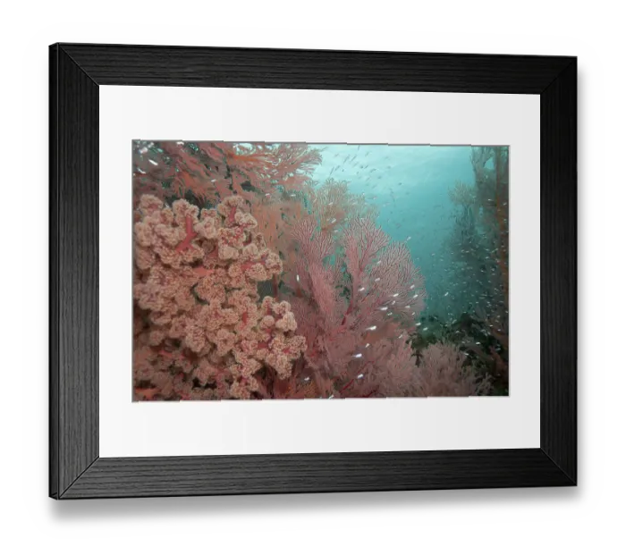 Framed Print : Coral reef with Cherry Blossom Coral (siphonogorgia godeffroyi) and Red fan coral (Melithaea sp) Framed Print : Coral reef with Cherry Blossom Coral (siphonogorgia godeffroyi) and Red fan coral (Melithaea sp)