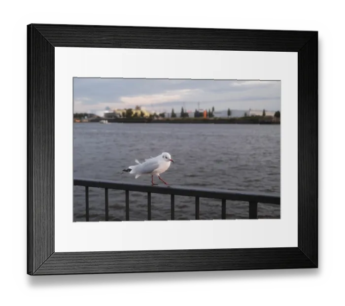 Framed Print : Seagull (Larinae) in Hamburg harbour Framed Print : Seagull (Larinae) in Hamburg harbour