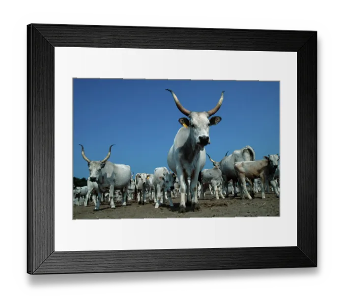 Framed Print : Grey cattle, Hungary