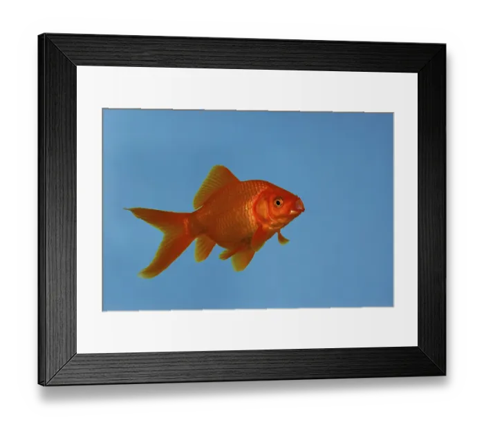 Framed Print : Goldfish (Carassius auratus) Framed Print : Goldfish (Carassius auratus)