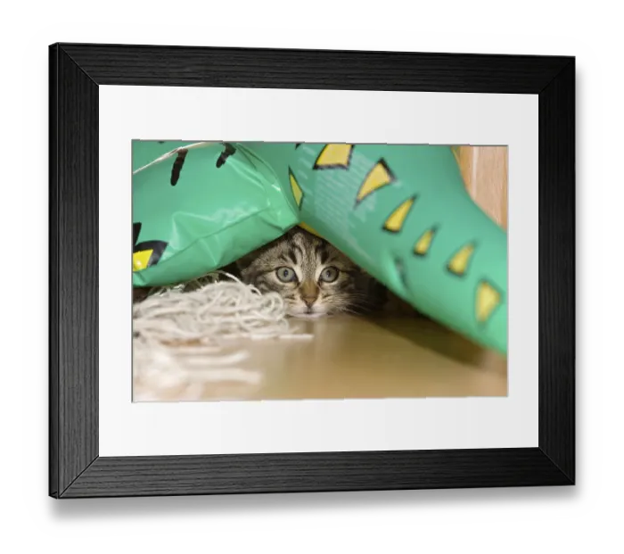 Framed Print : Domestic cat, kitten, hidden Framed Print : Domestic cat, kitten, hidden