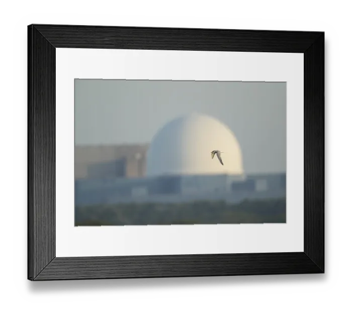 Framed Print : Common tern (Sterna hirundo) adult bird in flight with Sizewell B nuclear power station in the background