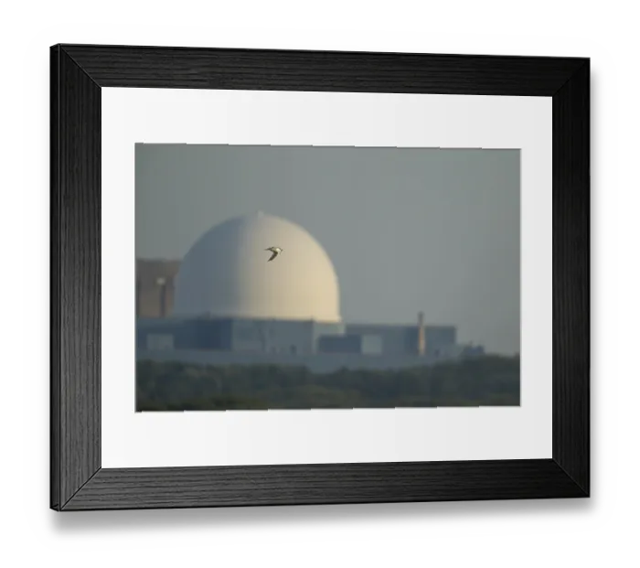 Framed Print : Sandwich tern (Thalasseus sandvicensis) Framed Print : Sandwich tern (Thalasseus sandvicensis)