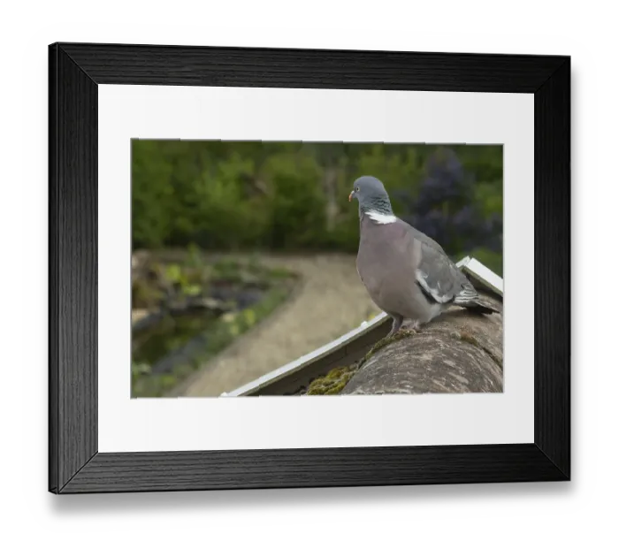 Framed Print : Wood pigeon (Columba palumbus) adult bird on an urban rooftop looing over a garden