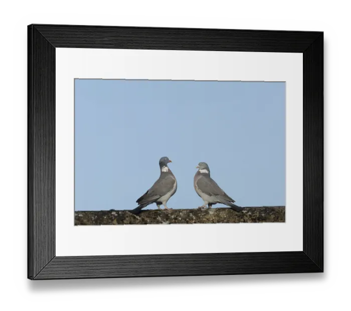 Framed Print : Wood pigeon (Columba palumbus) two adult birds performing their courtship display on an urban rooftop Framed Print : Wood pigeon (Columba palumbus) two adult birds performing their courtship display on an urban rooftop