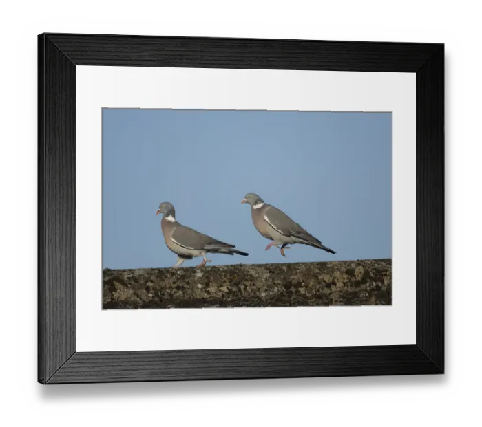 Framed Print : Wood pigeon (Columba palumbus) Framed Print : Wood pigeon (Columba palumbus)