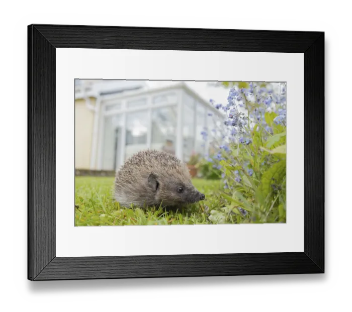 Framed Print : European hedgehog (Erinaceus europaeus)