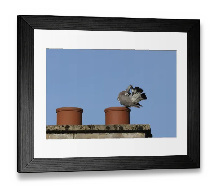 Framed Print : Wood pigeon (Columba palumbus) adult bird preening on an urban house rooftop chimney