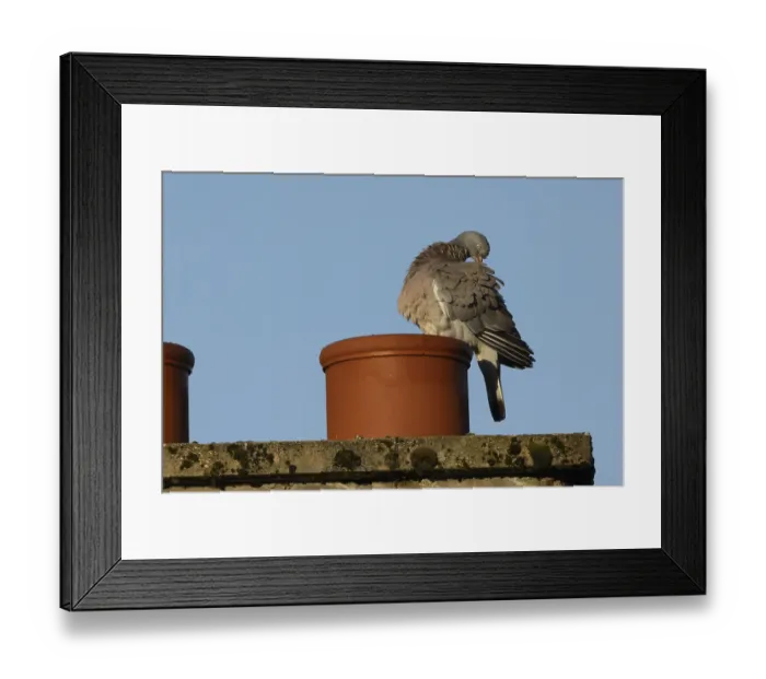 Framed Print : Wood pigeon (Columba palumbus) adult bird preening on an urban house rooftop chimney Framed Print : Wood pigeon (Columba palumbus) adult bird preening on an urban house rooftop chimney
