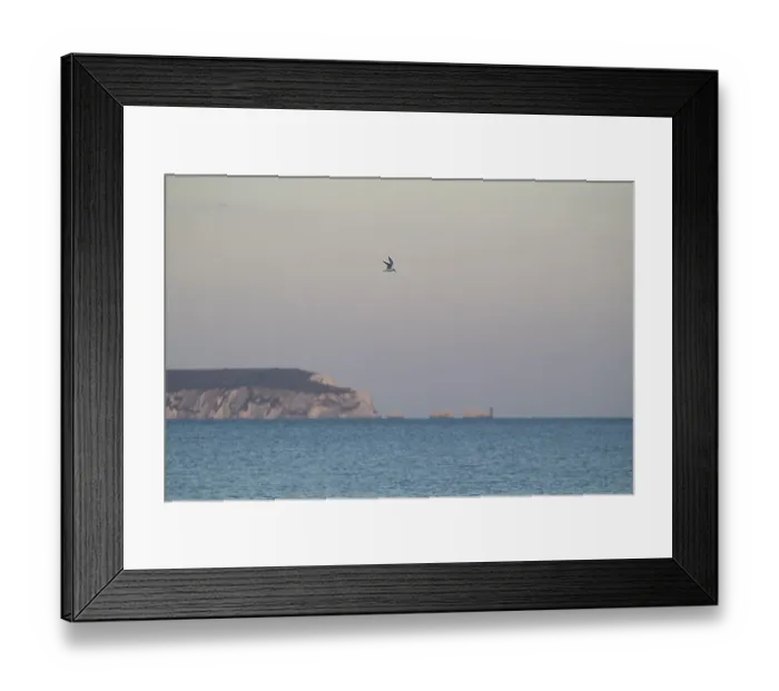 Framed Print : Sandwich tern (Thalasseus sandvicensis) Framed Print : Sandwich tern (Thalasseus sandvicensis)