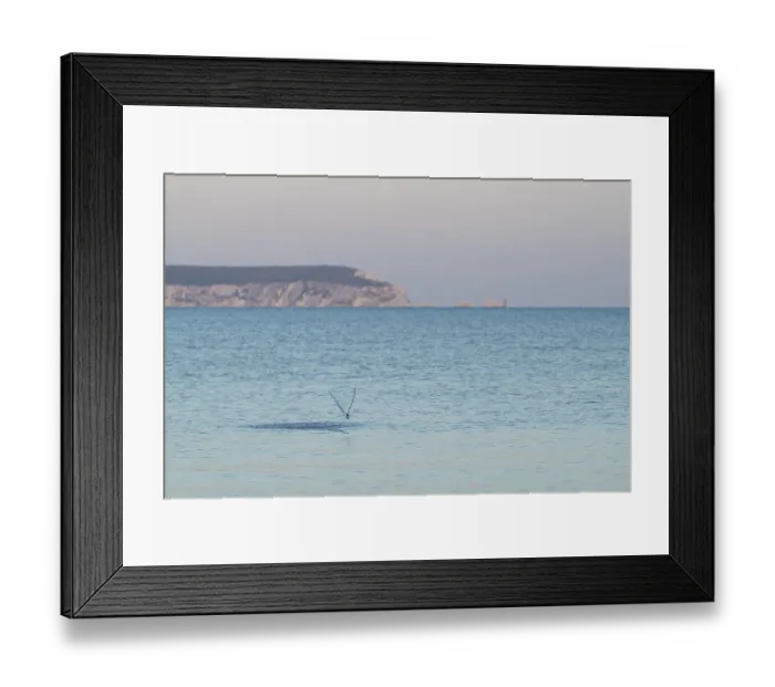 Framed Print : Sandwich tern (Thalasseus sandvicensis) Framed Print : Sandwich tern (Thalasseus sandvicensis)