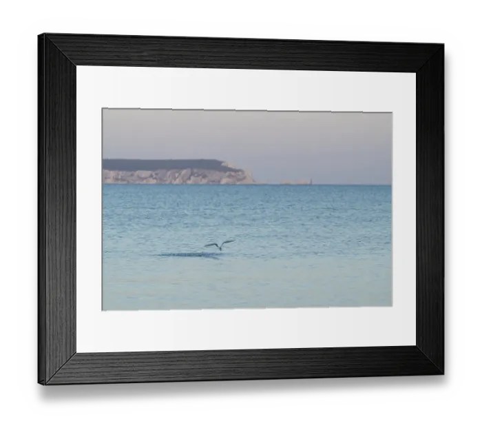 Framed Print : Sandwich tern (Thalasseus sandvicensis) Framed Print : Sandwich tern (Thalasseus sandvicensis)