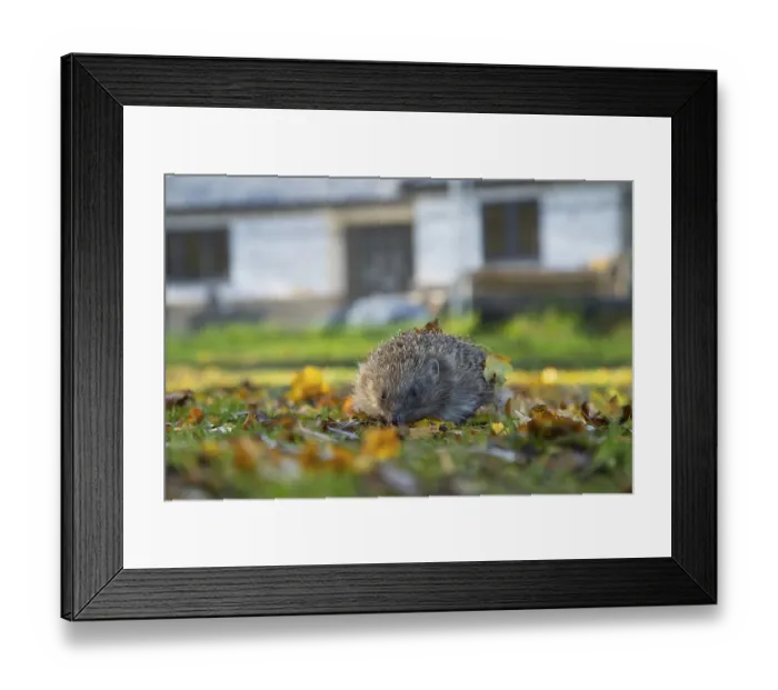 Framed Print : European hedgehog (Erinaceus europaeus)