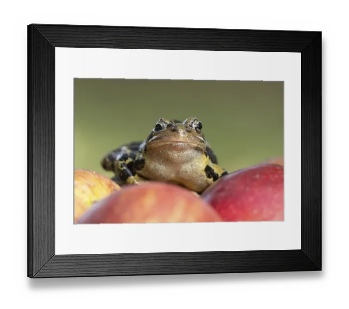 Framed Print : Common frog (Rana temporaria) adult amphibian on a fallen apple in a garden Framed Print : Common frog (Rana temporaria) adult amphibian on a fallen apple in a garden
