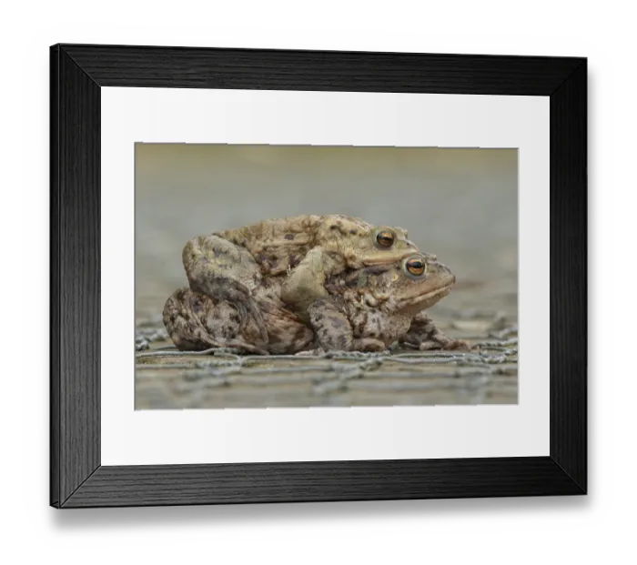 Framed Print : Common toad (Bufo bufo) two adult amphibians mating on a path in spring