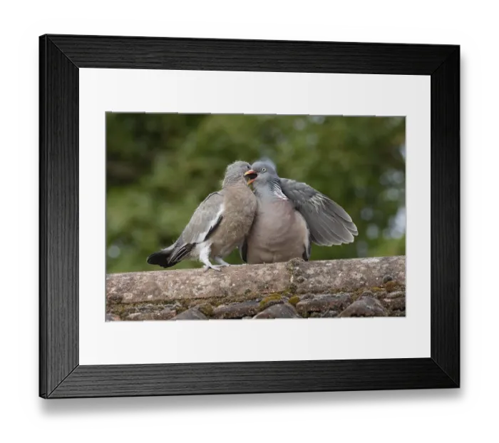 Framed Print : Wood pigeon (Columba palumbus) adult parent bird feeding a juvenile baby squab bird on an urban house roof