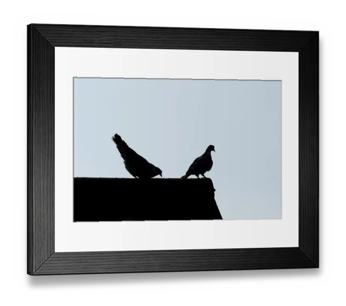 Framed Print : Wood pigeon (Columba palumbus) two adult birds performing their love courtship display on an urban house roof