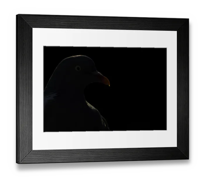 Framed Print : Wood pigeon (Columba palumbus) adult bird backlit head portrait Framed Print : Wood pigeon (Columba palumbus) adult bird backlit head portrait