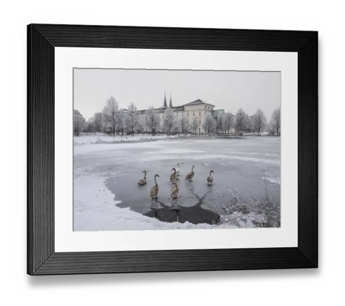 Framed Print : Young swans, frozen pond at the Benedictine Abbey of Admont