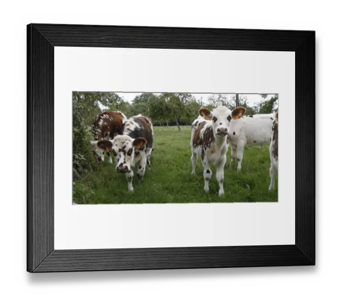 Framed Print : Normandy Cattle, Cows in Meadow, Normandy