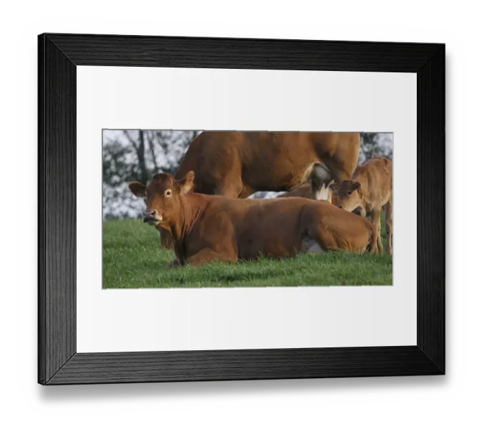 Framed Print : Limousin Domestic Cattle, Cows and Calves