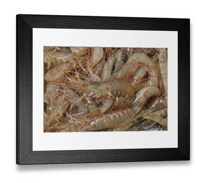 Framed Print : Prawn Shrimp Framed Print : Prawn Shrimp