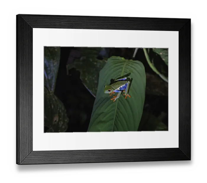 Framed Print : Red-eyed tree frog on a leaf in a rainforest Framed Print : Red-eyed tree frog on a leaf in a rainforest