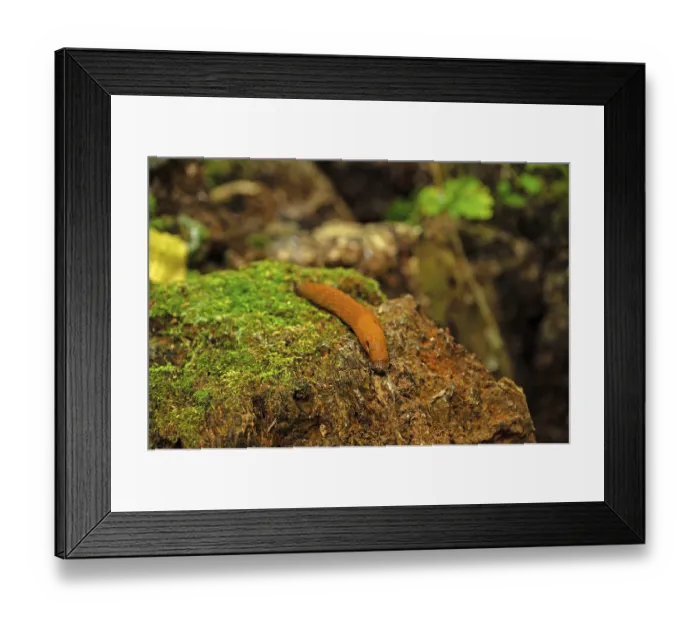 Framed Print : Brown nudibranch in a forest on a tree stump with moss Framed Print : Brown nudibranch in a forest on a tree stump with moss