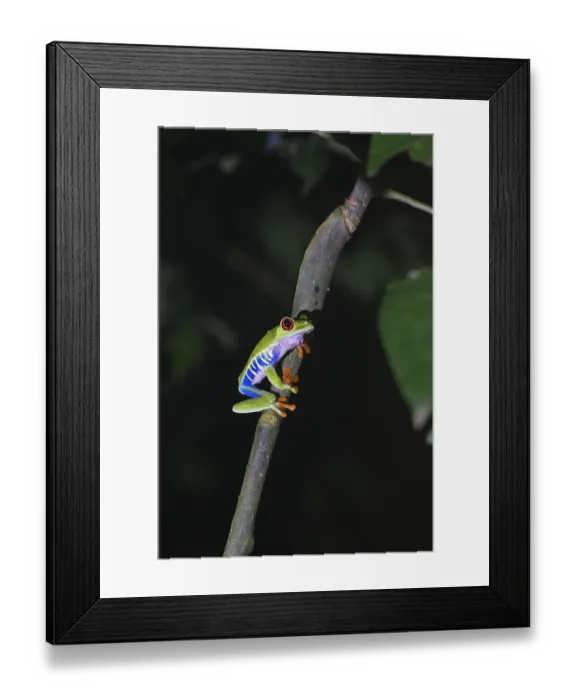 Framed Print : Red-eyed tree frog in a rainforest in Costa Rica